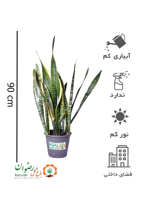 گیاه سانسوریا طلایی (سطل7) ST7