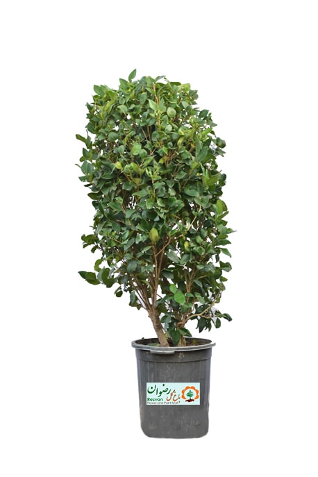 گیاه یاس هلندی سطل نیمه زباله