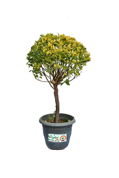 شمشاد طلایی پایه دار