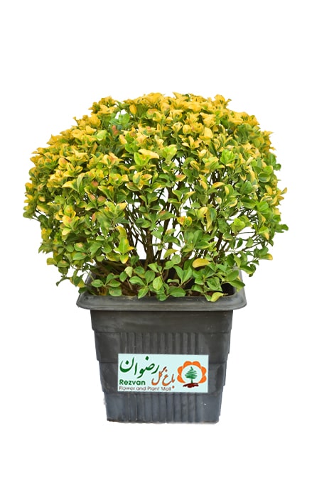 گیاه شمشاد طلایی هرس شده