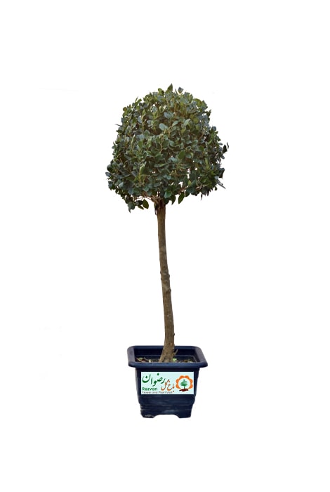 گیاه یاس هلندی پایه دار جعبه 40