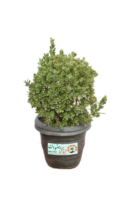 گیاه شمشاد نقره ای