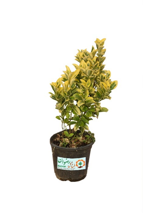 شمشاد طلایی