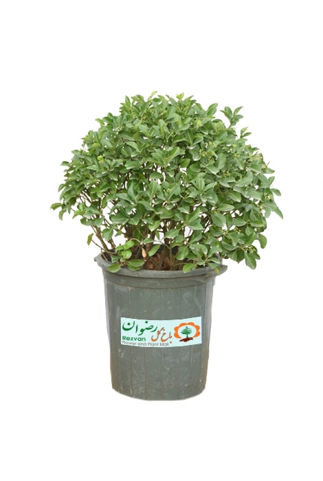 شمشاد سبز هرس شده