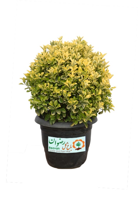 گیاه شمشاد طلایی