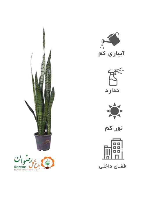 سانسوریا سبز سطل 7 SP1