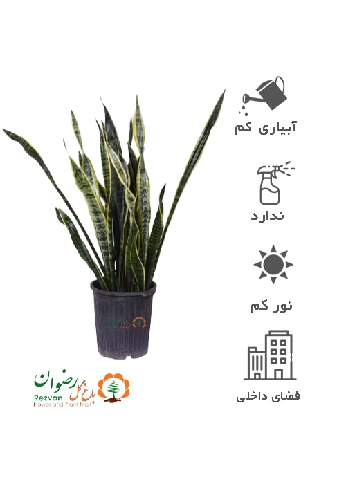 گیاه سانسوریا ابلق سطل 10 ST6