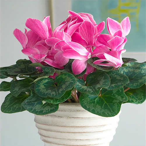 گل و گیاه آپارتمانی مفید و مناسب اتاق پذیرایی