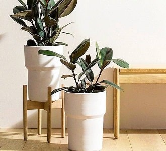 گیاهان آپارتمانی مناسب هدیه دادن