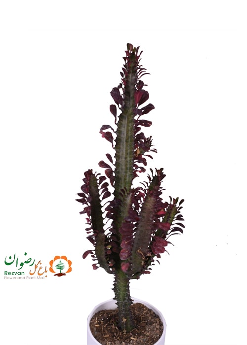 کاکتوس افوربیا قرمز با گلدان مهرنی سفید 123.15 ET6