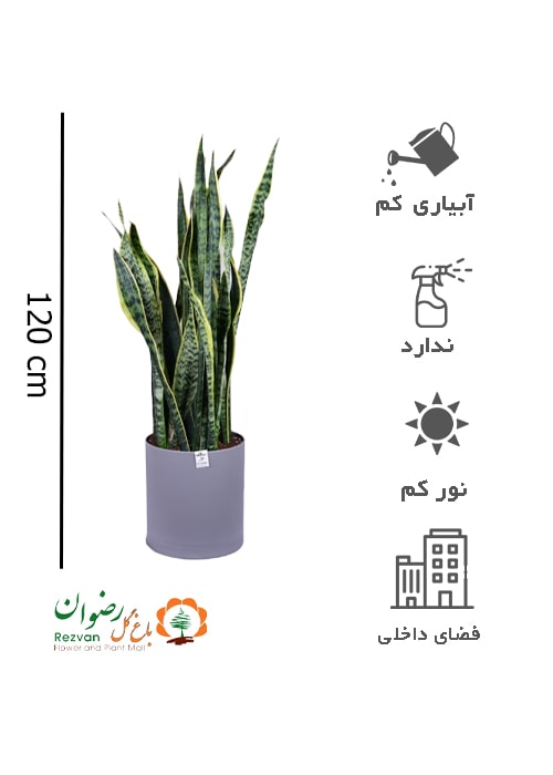 گیاه سانسوریا طلایی با گلدان مهرنی 30Bبا ارتفاع 110الی 120 ST5