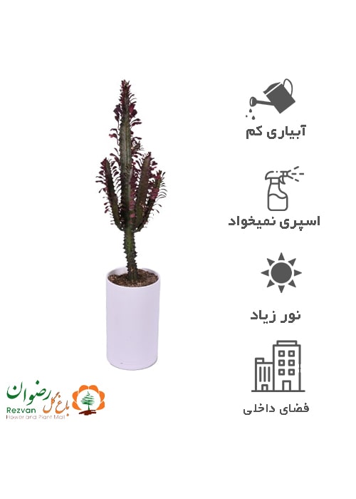 کاکتوس افوربیا قرمز با گلدان مهرنی سفید 123.15 ET6