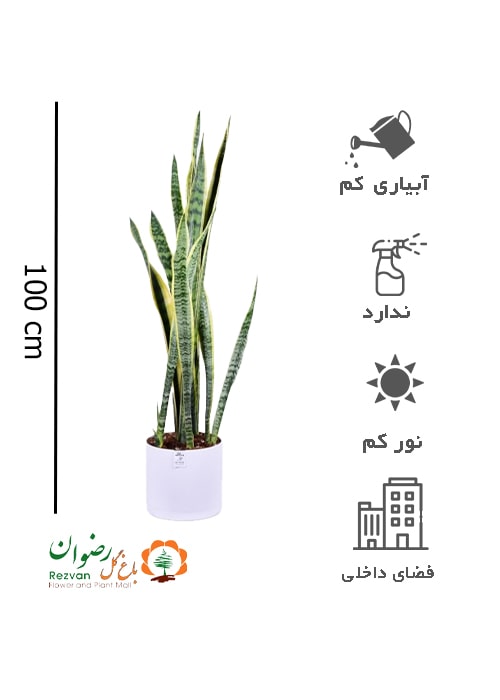 گیاه سانسوریا طلایی با گلدان مهرنی 20 st1