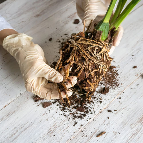 جلوگیری از پوسیدگی ریشه گیاهان