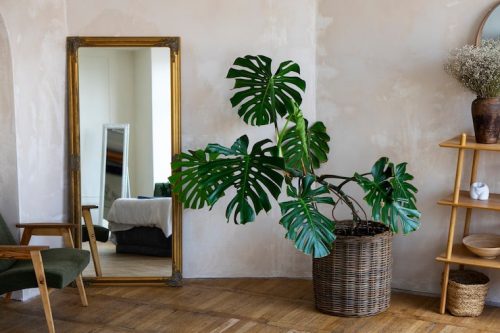 گیاهان آپارتمانی مناسب اتاق خواب