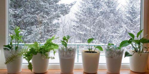 تغذیه گیاهان در فصل زمستان