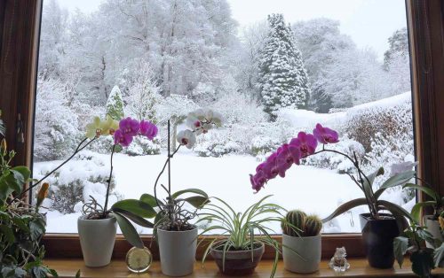 آبیاری گیاهان در سرما