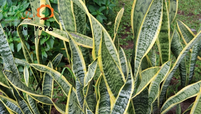 کوددهی مورد نیاز گل سانسوریا