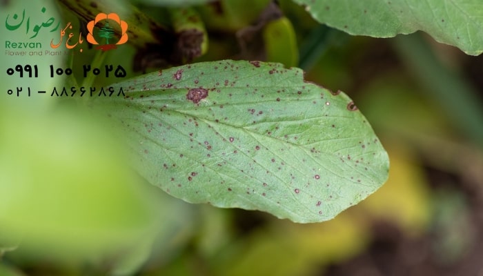 بیماری لکه قهوه‌ ای قارچی