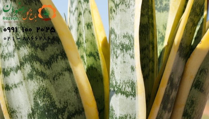 رطوبت مورد نیاز گیاه سانسوریا