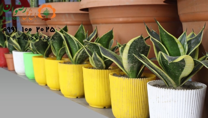 معرفی گیاه سانسوریا