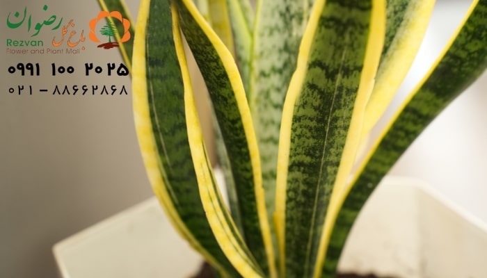 معرفی گیاه سانسوریا