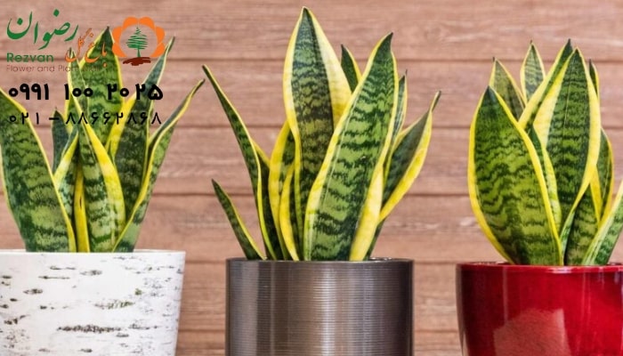 سوختگی نوک برگ ها