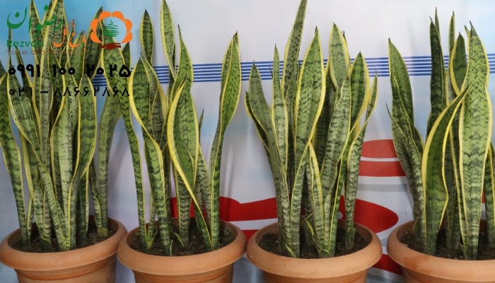 نور مورد نیاز سانسوریا