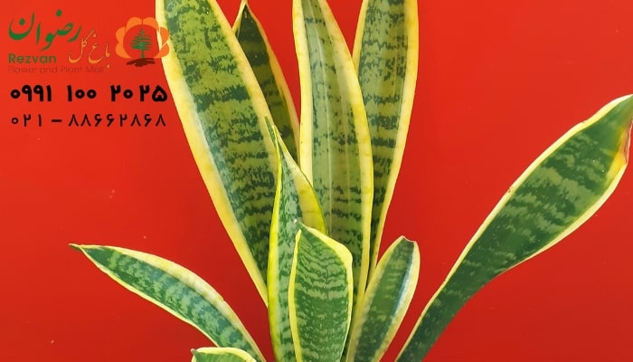 تکثیر گیاه سانسوریا از طریق تقسیم بوته