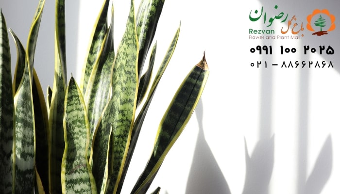 تکثیر گیاه سانسوریا از طریق قلمه با برگ