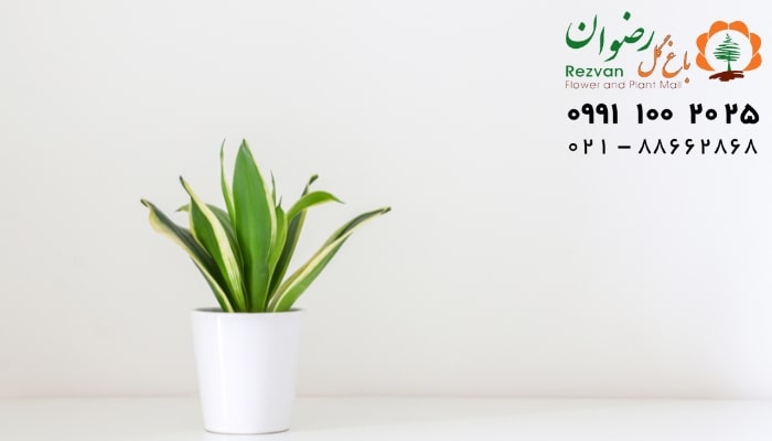تکثیر گیاه سانسوریا از طریق قلمه در آب