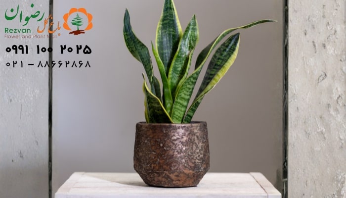 دمای مورد نیاز سانسوریا