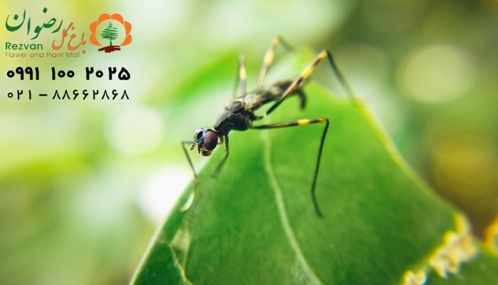 پشه‌ های ریز