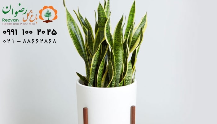 لوله ای شدن برگ ها