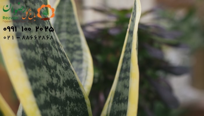 آبیاری مورد نیاز گل سانسوریا