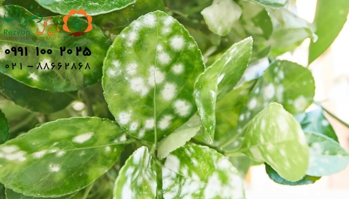 زخم و لکه‌ های سفید بر روی گیاه