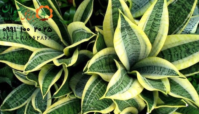 زرد شدن برگ‌ ها