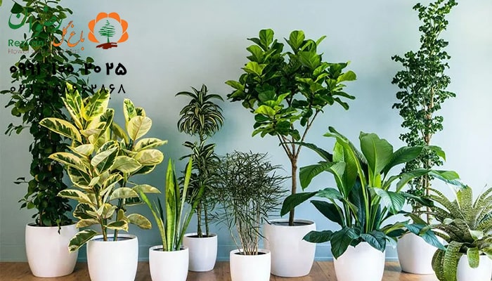 تکثیر گیاهان آپارتمانی به روش غیرجنسی