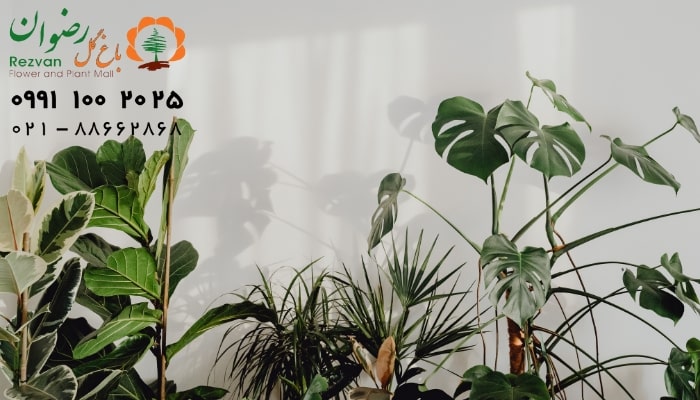 قلمه زدن با ساقه