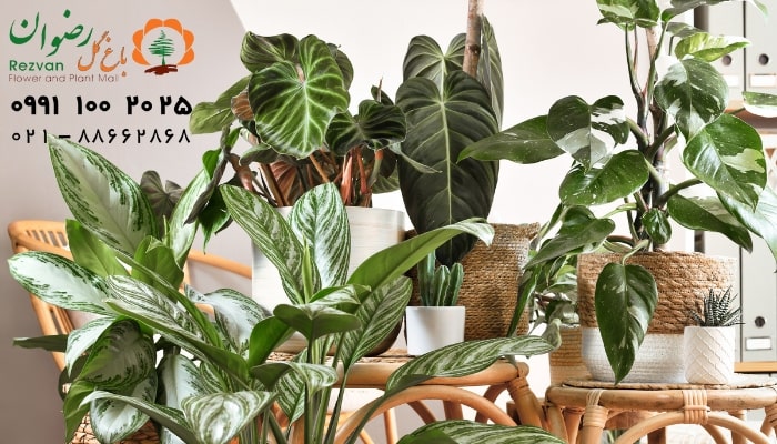 تکثیر گیاهان آپارتمانی به روش تقسیم بوته