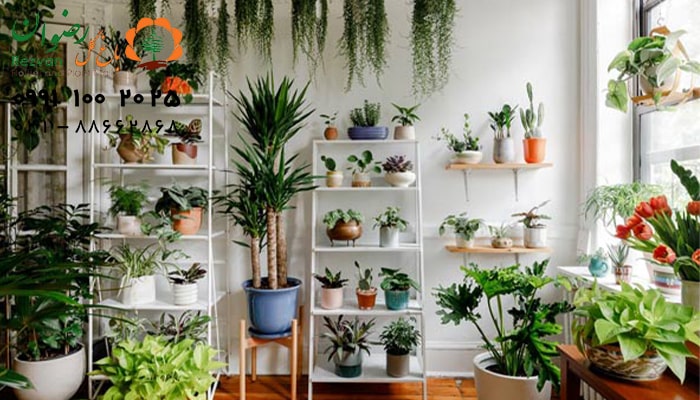 تکثیر گیاهان آپارتمانی از طریق ریشه‌ های هوایی