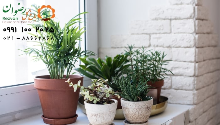 تکثیر گیاهان آپارتمانی از طریق پاجوش