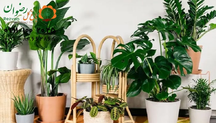 تکثیر گیاهان آپارتمانی از طریق قلمه زدن