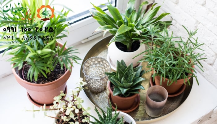 تکثیر گیاهان آپارتمانی به روش جنسی