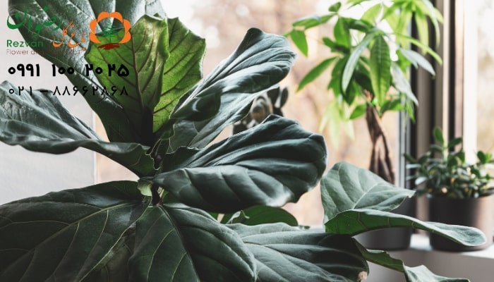 استفاده از قلمه چوبی