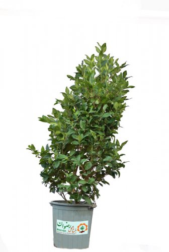 گیاه یاس هلندی سطل 10 با ارتفاع 80 الی 90 سانتی متر