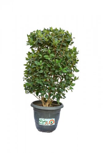 گیاه یاس هلندی