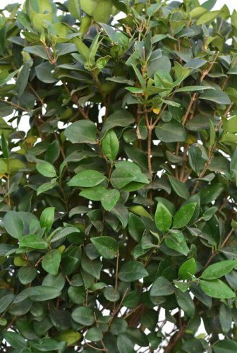 گیاه یاس هلندی