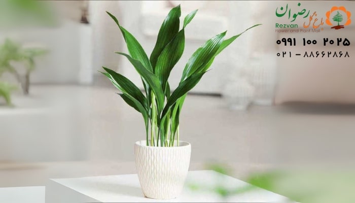 عکس انواع گل آپارتمانی با اسم گیاه برگ عبایی