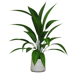 Abaya leaf برگ عبایی